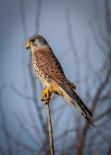 Turmfalke | © pexels.com